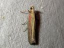 Oncocera_semirubella_punakeltakoisa_IMG_6776.JPG