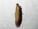 Oncocera_semirubella_punakeltakoisa_IMG_6785.JPG