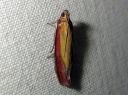 Oncocera_semirubella_punakeltakoisa_IMG_6786.JPG