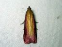 Oncocera_semirubella_punakeltakoisa_IMG_8329.JPG