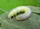 Operophtera_brumata_larva_hallamittari_toukka_IMG_4299.jpg