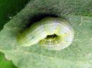 Operophtera_brumata_larva_hallamittari_toukka_IMG_4300.jpg