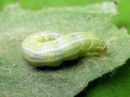 Operophtera_brumata_larva_hallamittari_toukka_IMG_4301.jpg