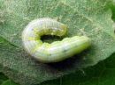 Operophtera_brumata_larva_hallamittari_toukka_IMG_4303.jpg