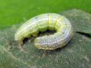 Operophtera_brumata_larva_hallamittari_toukka_IMG_4304.jpg