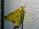 Tiedostonimi=Opisthograptis_luteolata_keltamittari_IMG_7774.jpg
Tiedostokoko=79kt
Koko=600x450
Lisätty=11.03.2019 Opisthograptis_luteolata_keltamittari_IMG_7774.jpg