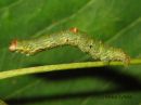 Opisthograptis_luteolata_larva_keltamittari_toukka_19_8_2015_28229.JPG