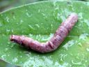 Opisthograptis_luteolata_larva_keltamittari_toukka_IMG_3936.JPG