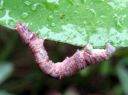 Opisthograptis_luteolata_larva_keltamittari_toukka_IMG_3937.JPG