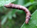 Opisthograptis_luteolata_larva_keltamittari_toukka_IMG_3939.JPG