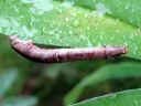 Opisthograptis_luteolata_larva_keltamittari_toukka_IMG_3940.JPG