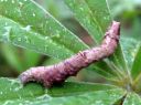 Opisthograptis_luteolata_larva_keltamittari_toukka_IMG_3944.JPG