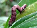 Opisthograptis_luteolata_larva_keltamittari_toukka_IMG_3946.JPG