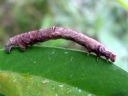 Opisthograptis_luteolata_larva_keltamittari_toukka_IMG_3947.JPG