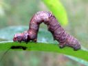 Opisthograptis_luteolata_larva_keltamittari_toukka_IMG_3949.JPG