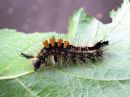 Orgyia_antiqua_larva_taplatupsukas_toukka_IMG_2494.JPG