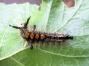 Orgyia_antiqua_larva_taplatupsukas_toukka_IMG_2495.JPG