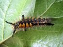 Orgyia_antiqua_larva_taplatupsukas_toukka_IMG_2496.JPG