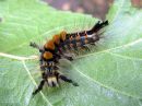 Orgyia_antiqua_larva_taplatupsukas_toukka_IMG_2497.JPG