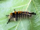 Orgyia_antiqua_larva_taplatupsukas_toukka_IMG_2498.JPG