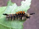 Orgyia_antiqua_larva_taplatupsukas_toukka_IMG_2499.JPG