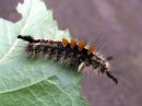 Orgyia_antiqua_larva_taplatupsukas_toukka_IMG_2500.JPG