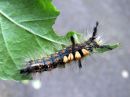 Orgyia_antiqua_larva_taplatupsukas_toukka_IMG_2501.JPG