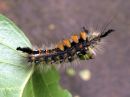 Orgyia_antiqua_larva_taplatupsukas_toukka_IMG_2502.JPG