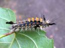 Orgyia_antiqua_larva_taplatupsukas_toukka_IMG_2503.JPG