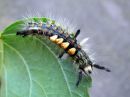 Orgyia_antiqua_larva_taplatupsukas_toukka_IMG_2504.JPG