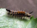 Orgyia_antiqua_larva_taplatupsukas_toukka_IMG_2507.JPG