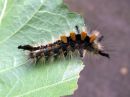 Orgyia_antiqua_larva_taplatupsukas_toukka_IMG_2508.JPG