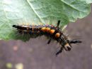 Orgyia_antiqua_larva_taplatupsukas_toukka_IMG_2510.JPG