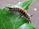 Orgyia_antiqua_larva_taplatupsukas_toukka_IMG_2512.JPG