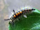 Orgyia_antiqua_larva_taplatupsukas_toukka_IMG_2516.JPG