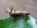 Orgyia_antiqua_larva_taplatupsukas_toukka_IMG_2517.JPG