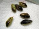 Orgyia_antiqua_pupa_taplatupsukas_koteloita_IMG_9867.JPG