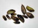 Orgyia_antiqua_pupa_taplatupsukas_koteloita_IMG_9955.JPG