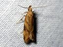 Orophia_ferrugella_kurjenkellokoi_IMG_0759.JPG