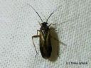 Orthocephalus_vittipennis_juovakimolude_koiras_13_7_2014.jpg