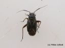 Orthocephalus_vittipennis_juovakimolude_koiras_24_6_2014.jpg