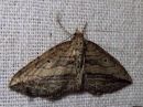 Tiedostonimi=Orthonama_vittatum_luhtamittari_IMG_8200.jpg
Tiedostokoko=93kt
Koko=600x450
Lisätty=11.03.2019 Orthonama_vittatum_luhtamittari_IMG_8200.jpg