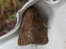 Orthosia_cerasi_tammiraitayokkonen_IMG_0912.jpg