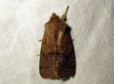 Orthosia_cerasi_tammiraitayokkonen_IMG_3809.JPG