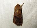 Orthosia_cerasi_tammiraitayokkonen_IMG_3810.JPG