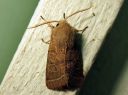 Orthosia_cerasi_tammiraitayokkonen_IMG_4030.JPG