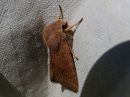 Orthosia_cerasi_tammiraitayokkonen_IMG_4943.jpg