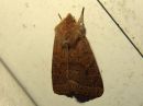 Orthosia_cerasi_tammiraitayokkonen_IMG_6170.jpg