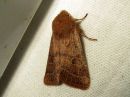 Orthosia_cerasi_tammiraitayokkonen_IMG_9323.jpg