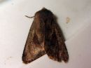 Orthosia_gothica_f__cana_tunnusraitayokkonen_IMG_9679.jpg